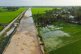 Gần 3ha lúa ở Hậu Giang nhiễm mặn chết không phải do cát san lấp cao tốc