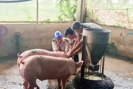 Sóc Trăng kiểm tra, lấy mẫu từ lò giết mổ gia công cho Công ty C.P để xét nghiệm