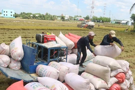 Chính thức kiến nghị cho xuất khẩu gạo bình thường, bỏ quota