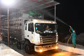 Heo sống Việt Nam mua từ Thái Lan có gì đặc biệt?