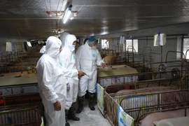 Sẽ có 11 triệu heo con phục vụ nuôi thương phẩm