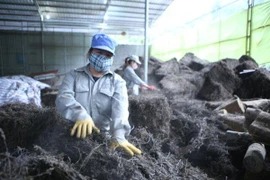 1.000 tấn thạch đen đầu tiên bán chính ngạch sang Trung Quốc 