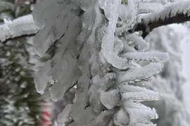 Mưa tuyết rơi, Sapa như mùa đông Châu Âu