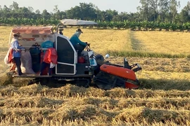Lúa miền Tây chín không có người mua, đề nghị tạm trữ gấp
