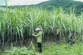 Nông dân tố một số nhà máy đường 'quá tham lam'