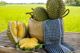 Sầu riêng Việt 'thống lĩnh' thị trường lớn nhất Châu Đại Dương