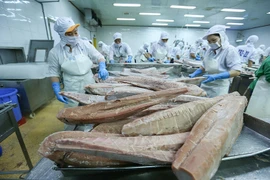 Cá ngừ Việt Nam cán đích 1 tỉ USD, vươn ra 99 thị trường quốc tế