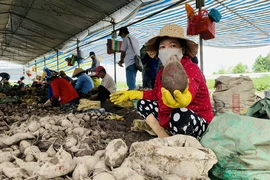 Sắp xuất khẩu chính ngạch lô khoai lang đầu tiên sang Trung Quốc