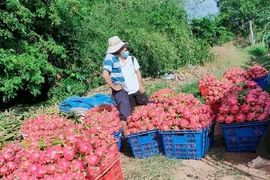Thực hư một số siêu thị tại Anh dừng bán thanh long Việt Nam