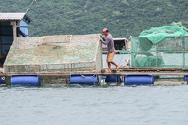Thông tin mới nhất về gỡ khó cho xuất khẩu tôm hùm bông sang Trung Quốc