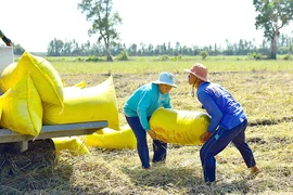 Giá lúa giảm nhưng nông dân vẫn lãi 60%?