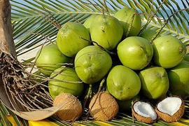 Dừa tươi của Việt Nam sẽ được nhập khẩu qua tất cả các cửa khẩu của Trung Quốc