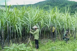 1 doanh nghiệp bị áp thuế chống lẩn tránh khi xuất khẩu đường vào Việt Nam