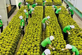 Thêm cơ hội mới cho sầu riêng Việt nhưng phải chung tay bảo vệ uy tín, chất lượng sản phẩm