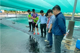 Khánh Hòa thí điểm nuôi biển công nghệ cao, ngư dân phấn khởi với kết quả bước đầu