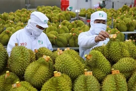 Phía sau cú bứt phá thần tốc của rau quả Việt, mang về 8,6 tỉ USD