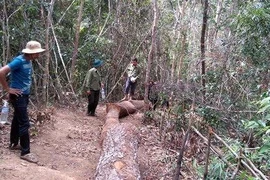 Kỷ luật 8 cán bộ bịa chuyện bị cướp gỗ