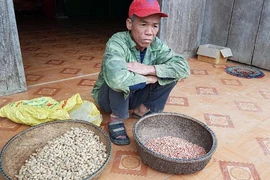 Bí thư huyện yêu cầu kiểm tra đậu giống gieo 10 chết 7
