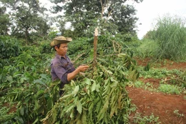 Hàng trăm cây cà phê bị phá trong đêm 