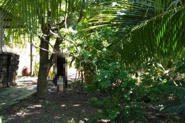 Thi thể người đàn ông trong tư thế treo cổ trên cây me