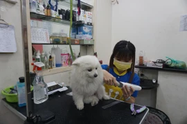 Kiếm 'bộn tiền' với dịch vụ chăm sóc thú cưng ngày tết