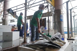 Tiểu thương ngại vào cảng cá Thọ Quang vì phí xét nghiệm cao
