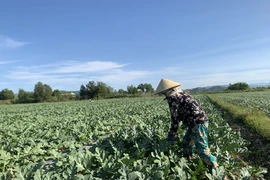 Đạ Tẻh: Trồng dưa hấu giúp nông dân cải thiện kinh tế