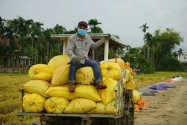 Đà Nẵng: Lên phương án chống bão cho các gia đình F0, F1 đi cách ly tập trung