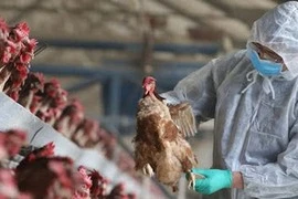 Bộ Y tế cảnh báo nguy cơ cúm gia cầm H5N1 lây sang người