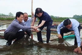 Cá chết ở miền Trung: Xử lý nghiêm nếu xả thải gây độc 