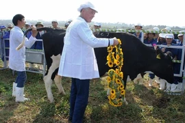 Việt Nam phát triển giống bò sữa cao sản tốt nhất 