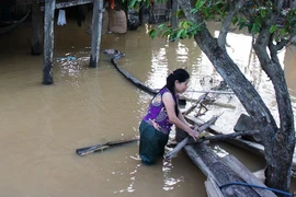 Nghệ An: 600 người đang cứu đê sạt lở