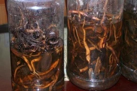 Uống rượu ngâm rễ cây, 3 người chết, 1 người nguy kịch