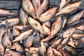 Tìm nguyên nhân hàng trăm kg cá, mực ở Vũng Áng chết 