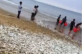 Cá dạt vào bờ biển Hà Tĩnh, dân xúc bán gần 3 tấn
