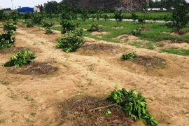 Tạm giữ hai người chặt phá vườn bưởi của chủ tịch xã 