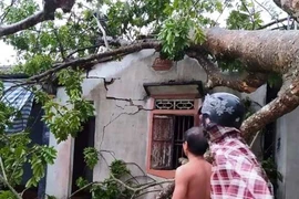 Sét đánh chết trâu, lốc xoáy gây đổ cây xuống nhà dân