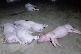 Sét đánh trúng vào chuồng làm chết 12 con heo 