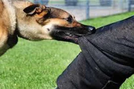 Cháu bé 3 tuổi ngồi chơi bên vệ đường bị chó hoang tấn công vào vùng mặt 