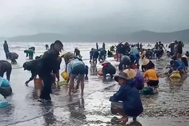 Sau bão số 4, ngao dạt vào trắng bờ biển Diễn Châu