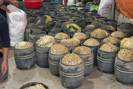 Khởi tố 2 nữ bị can, thu giữ gần 3 tấn giá đỗ dùng chất cấm