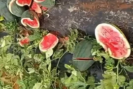 Ruộng dưa hấu sắp thu hoạch bị kẻ xấu phá nát