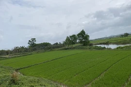 Án lệ về việc hủy sổ hồng khi cấp chồng lên đất người khác