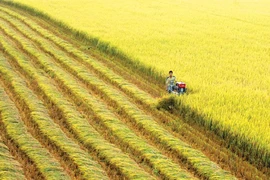  'Hội nghị Diên Hồng ĐBSCL' bàn nhiều vấn đề thiết yếu