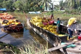 Bốc gạo xuống tàu ở Cần Thơ - ảnh GIA TUỆ