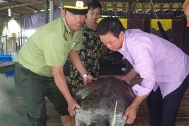 Phòng NN&PTNT huyện Ngọc Hiển (tỉnh Cà Mau) cho biết vừa cùng người dân địa phương tiến hành thả một cá thể rùa biển quý hiếm nặng 60kg về môi trường biển- ảnh THÁI BÌNH
