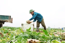 Nông sản khắp nơi kêu gọi giải cứu