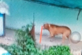 Pitbull cắn chết người: Tội lỗi là ở chủ chó