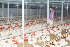 Ngành chăn nuôi lao đao, nông dân thiệt hại