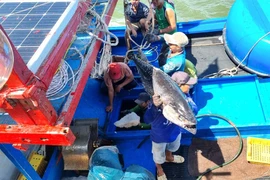 Tàu khai thác cá ngừ đại dương của ngư dân TP Tuy Hòa, tỉnh Phú Yên cập cảng sau thời gian đánh bắt xa bờ. Ảnh: TẤN LỘC